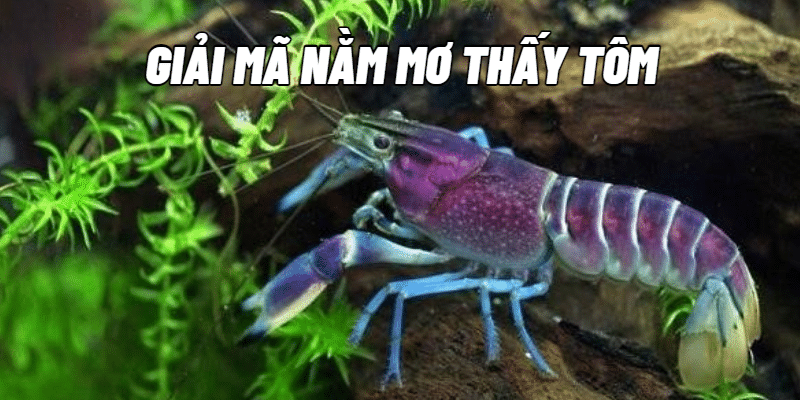 Mơ thấy tôm
